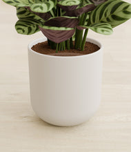 Load image into Gallery viewer, Natural Bamboo stand:all