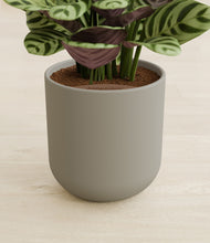 Load image into Gallery viewer, Sage Green stand:all