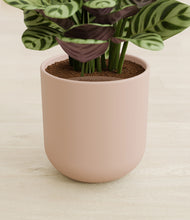 Load image into Gallery viewer, Sandy Pink stand:all