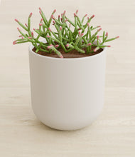 Load image into Gallery viewer, Natural Bamboo stand:all