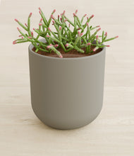 Load image into Gallery viewer, Sage Green stand:all