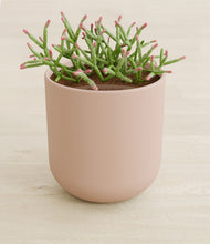 Load image into Gallery viewer, Sandy Pink stand:all