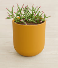 Load image into Gallery viewer, Sunset Orange stand:all