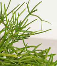 Load image into Gallery viewer, ALL