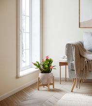 Load image into Gallery viewer, Desert Brown stand:bamboo