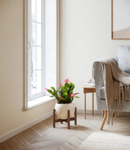 Load image into Gallery viewer, Shiny EggWhite stand:walnut