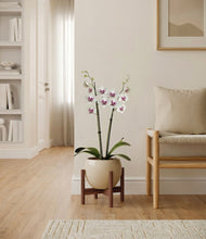 Load image into Gallery viewer, Shiny EggWhite stand:walnut