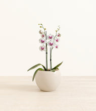 Load image into Gallery viewer, Shiny EggWhite*****Profile