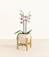 Load image into Gallery viewer, Shiny EggWhite stand:bamboo