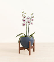 Load image into Gallery viewer, Deep Navy stand:walnut