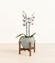 Load image into Gallery viewer, Deep Ocean stand:walnut