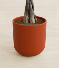 Load image into Gallery viewer, Earth Red stand:all