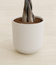 Load image into Gallery viewer, Natural Bamboo stand:all