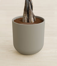 Load image into Gallery viewer, Sage Green stand:all