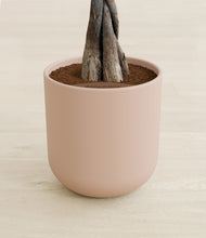 Load image into Gallery viewer, Sandy Pink stand:all