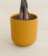 Load image into Gallery viewer, Sunset Orange stand:all