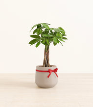Load image into Gallery viewer, Money Tree