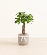 Load image into Gallery viewer, Money Tree