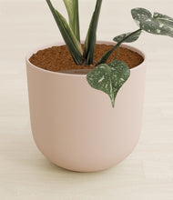 Load image into Gallery viewer, Sandy Pink stand:all