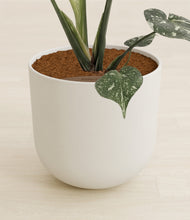 Load image into Gallery viewer, Natural Bamboo stand:all