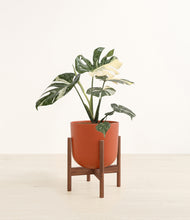 Load image into Gallery viewer, Earth Red stand:walnut