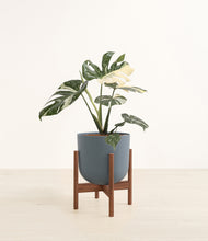 Load image into Gallery viewer, Iron Gray stand:walnut