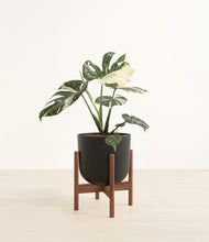 Load image into Gallery viewer, Stone Black stand:walnut