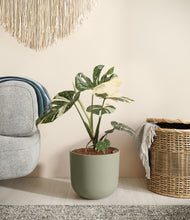 Load image into Gallery viewer, Sage Green