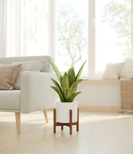 Load image into Gallery viewer, White stand:walnut