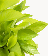 Load image into Gallery viewer, ALL