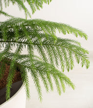 Load image into Gallery viewer, ALL