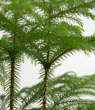 Load image into Gallery viewer, ALL