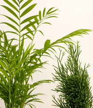 Load image into Gallery viewer, ALL