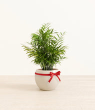 Load image into Gallery viewer, Parlor Palm