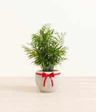 Load image into Gallery viewer, Parlor Palm