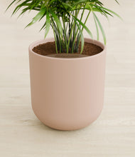 Load image into Gallery viewer, Sandy Pink stand:all