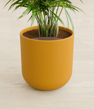 Load image into Gallery viewer, Sunset Orange stand:all