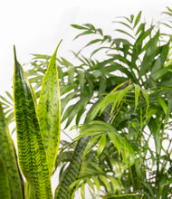 Load image into Gallery viewer, ALL