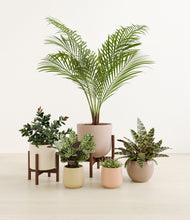 Load image into Gallery viewer, Sandy stand:two_stands