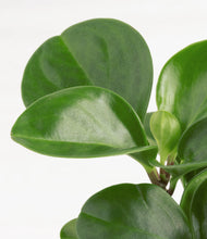 Load image into Gallery viewer, ALL