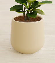 Load image into Gallery viewer, Almond Green stand:all