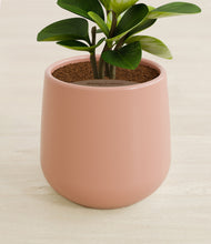 Load image into Gallery viewer, Calm Rose stand:all