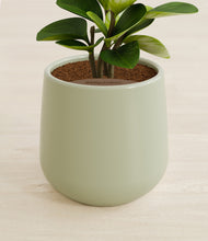 Load image into Gallery viewer, Turquoise stand:all