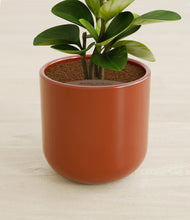 Load image into Gallery viewer, Glossy Red stand:all