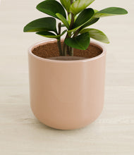 Load image into Gallery viewer, Sandy Pink stand:all