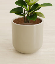 Load image into Gallery viewer, Sage Green stand:all