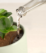 Load image into Gallery viewer, Turquoise stand:all