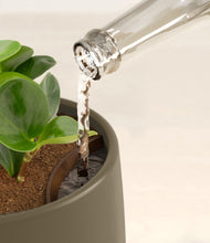 Load image into Gallery viewer, Olive stand:all