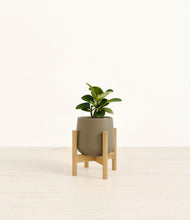 Load image into Gallery viewer, Olive stand:bamboo