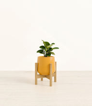 Load image into Gallery viewer, Mustard stand:bamboo